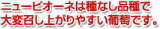 ニューピオーネは、種無しぶどうです。